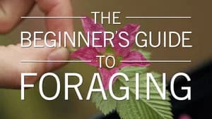 The Beginner's Guide to Foraging