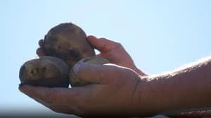 Milwaukee's Chef Collaboration Dinner, Sterling Farm, Alsum Farms & Produce