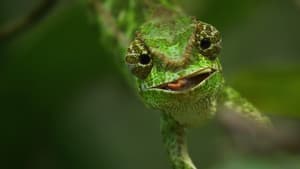 Wonders from Africa