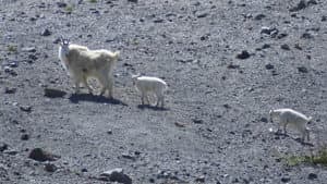 Mountain Goat Survey, Blue Mountain Wildlife and Vaux's Swift Chimneys