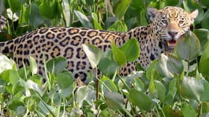 The Pantanal
