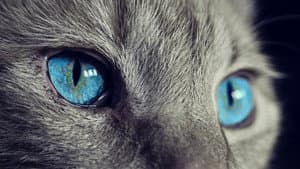 Animals or Life Companions