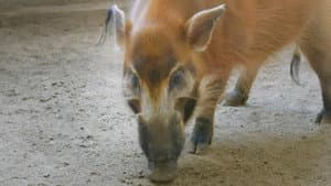 Hog Wild