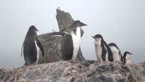 Antarctica - Southern Exposure