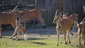 The savanna opens