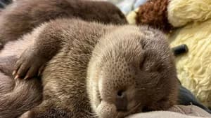 The Return of the Otters