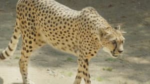 Cheetah on the Run