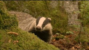 If I Were a Badger