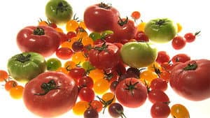 Tomato
