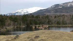 Early Spring on the Shiretoko Peninsula