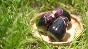 Eggplants