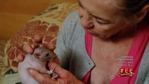 Rats, Extreme Fingernails
