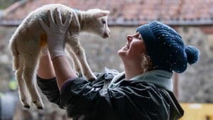 Lamb-ageddon