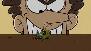 A Bug’s Strife