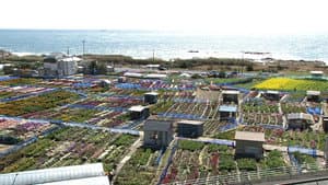 Boso Peninsula: A Carpet of Flowers