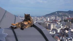 Nagasaki: Looking for Cats in the Hills