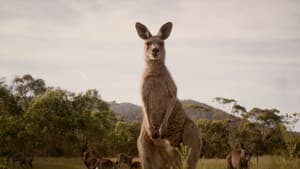 Jumping for Joy in Australia