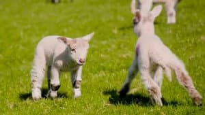 Lambing