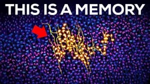 How Is a Memory Stored Inside Your Squishy Brain?