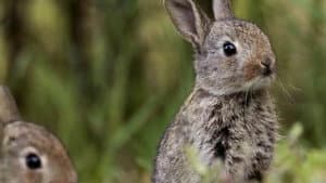 If I Were a Rabbit