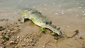 Nepal’s Gharials: The Challenge of Conservation