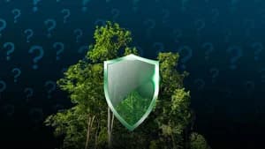 How can forests become more fire-resilient?