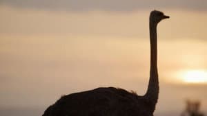 The Ostrich