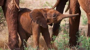 An Elephant's Tale
