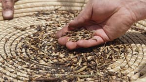 Seeds