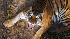 Tiger Island | Part 1