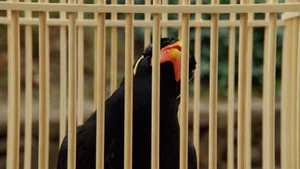 The Myna Speaks