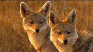 If I Were a Jackal