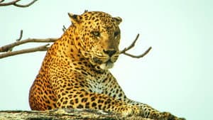 Sri Lanka