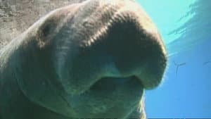 Manatee Rescue
