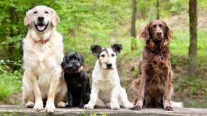 Dog Tales