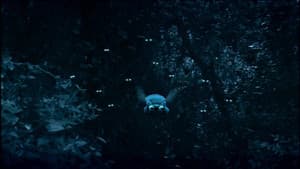 A Bee's Night Out