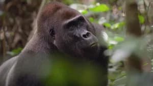 Jungle