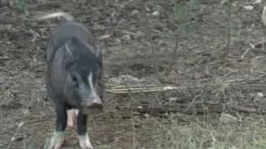 Animal Pursuit