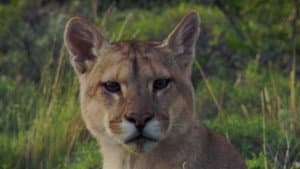 Mammals
