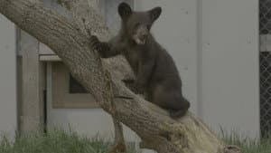 Becoming a Bear