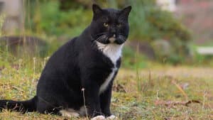 Kagawa: Cats Along a Pilgrimage Route