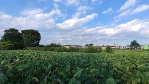 Kodaira – Savoring a Taste of Country Life