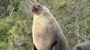 Seal Survey