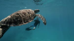 Tracking Green Turtles in the Great Barrier Reef