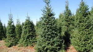 Armored Cars, Christmas Trees