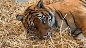 It's Tiger Time