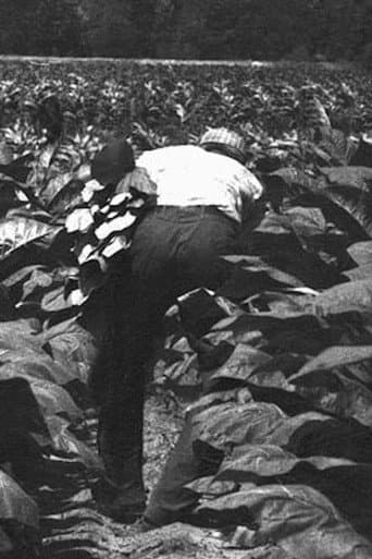 The Back-breaking Leaf (1959) poster