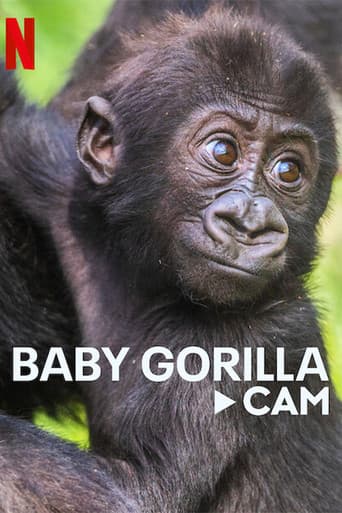 Baby Gorilla Cam (2023) poster