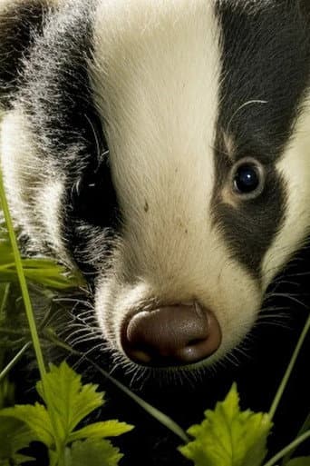 The Secret Lives of Badgers (2022) poster