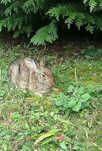 Comforting A Dying Rabbit (2016) poster